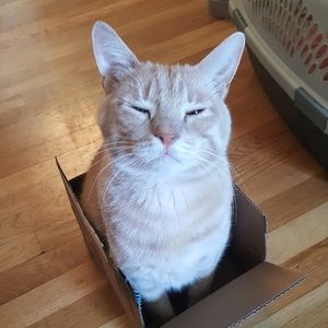 Meet your Posher, Elise